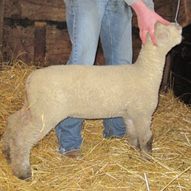 manthei lambs