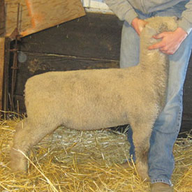 manthei lambs