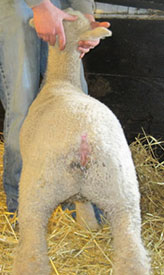 manthei lambs