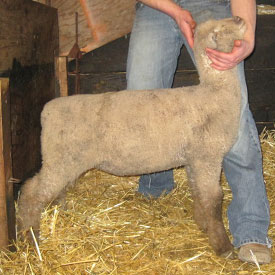 manthei lambs