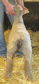manthei lambs