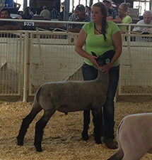 Lambs
