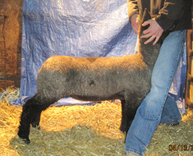 Lambs