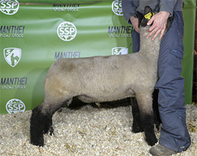 Lambs