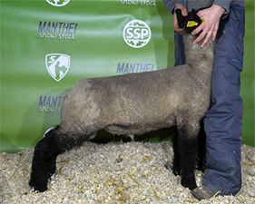 Lambs